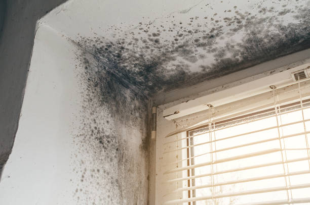 Affordable Bathroom Mold Removal solutions in Metuchen, NJ